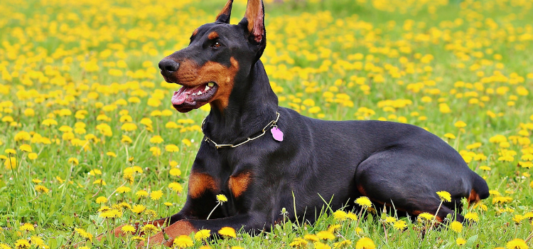 Weighty Matters: Simple Exercises to Help Your Senior Pet Stay Lean
